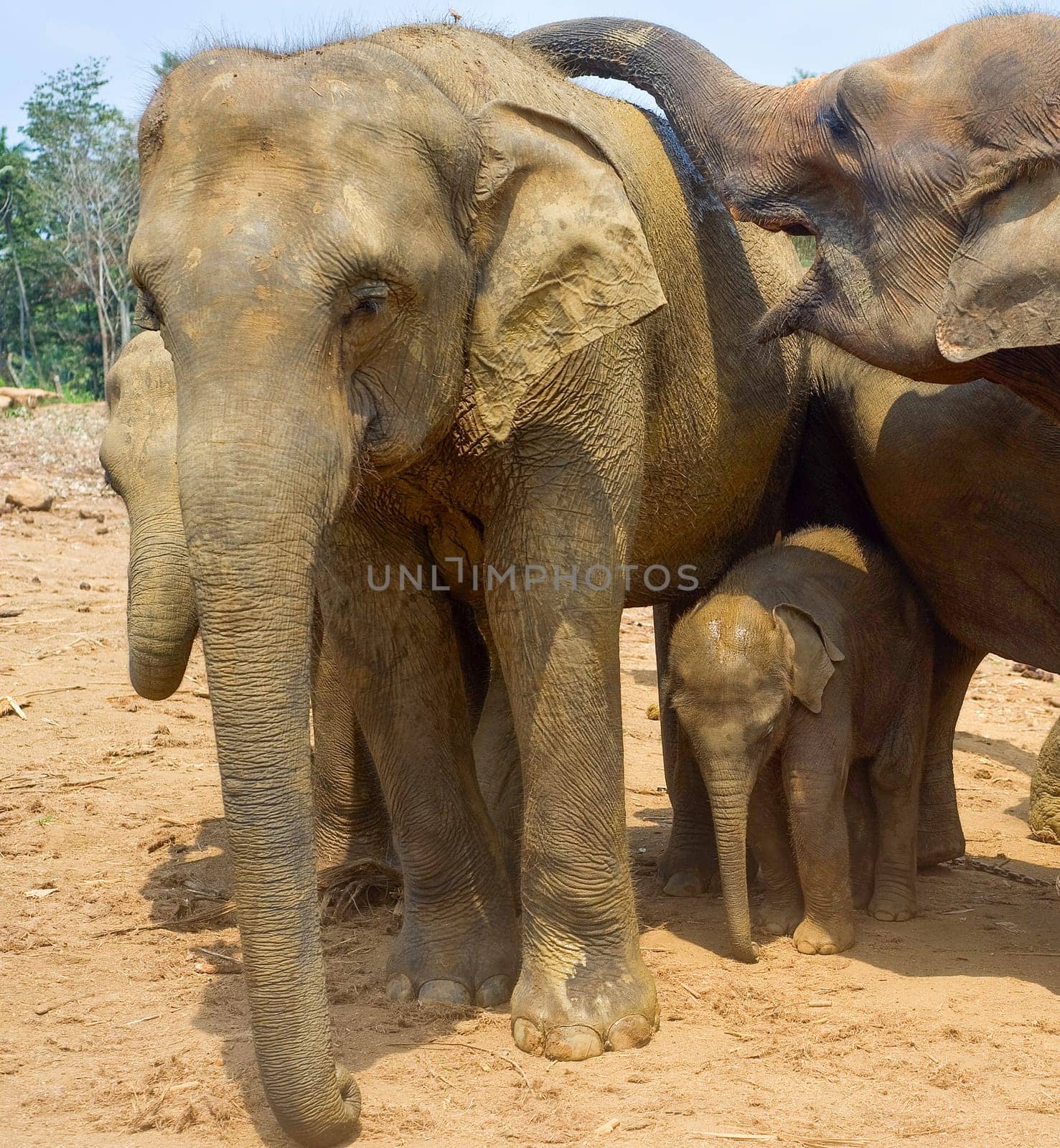 Elephants family at Pinnawala Elephants Orphanage. Sri Lanka