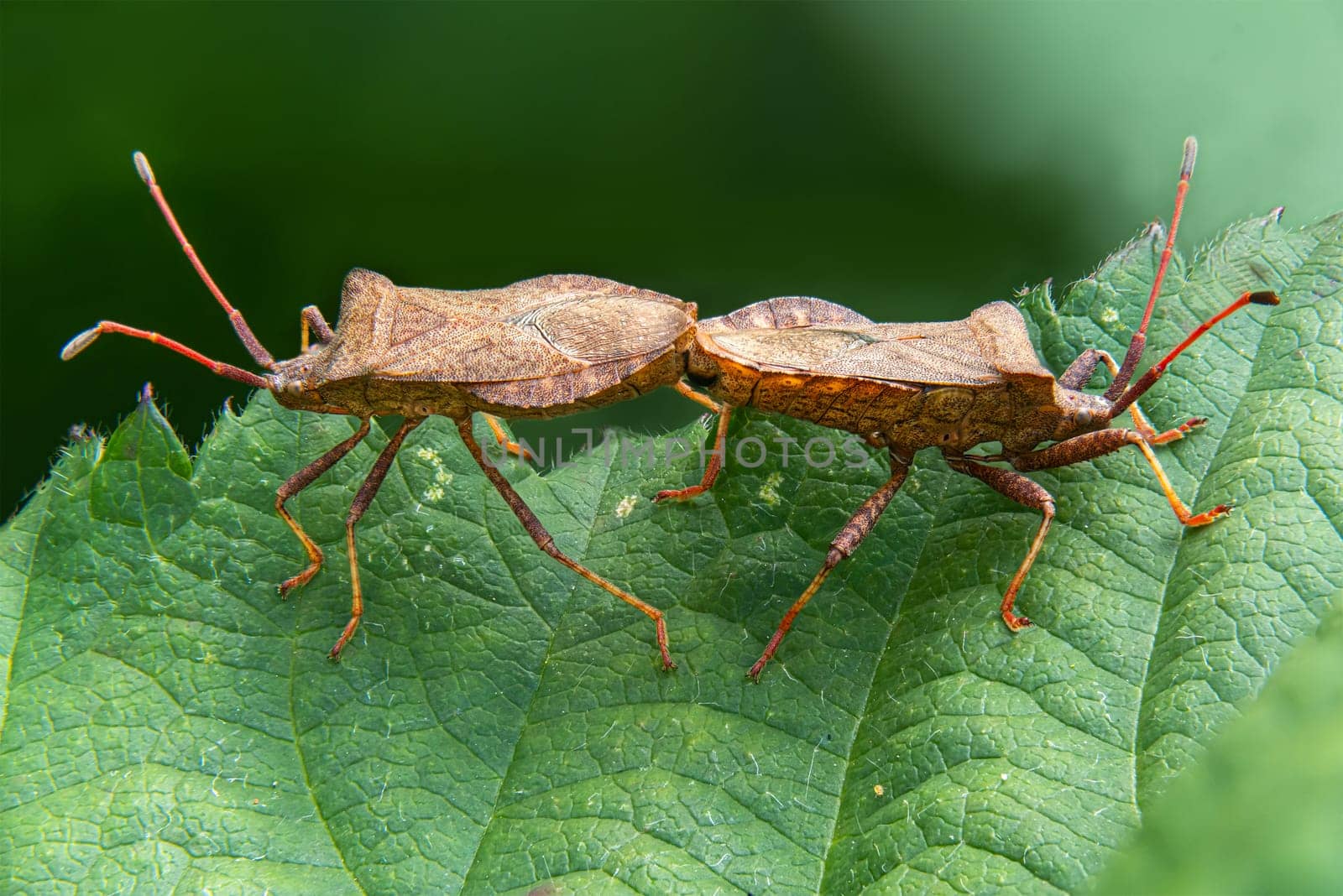 Detail shot of two sting bugs mating on a leaf against a blurred background