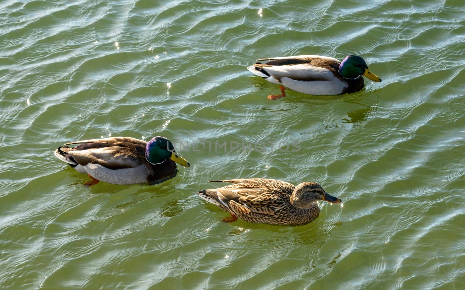 two male mallards and a female one on waters of Verbano lake, shot in bright winter light at Angera, Verbano, Varese, Lombardy, Italy.