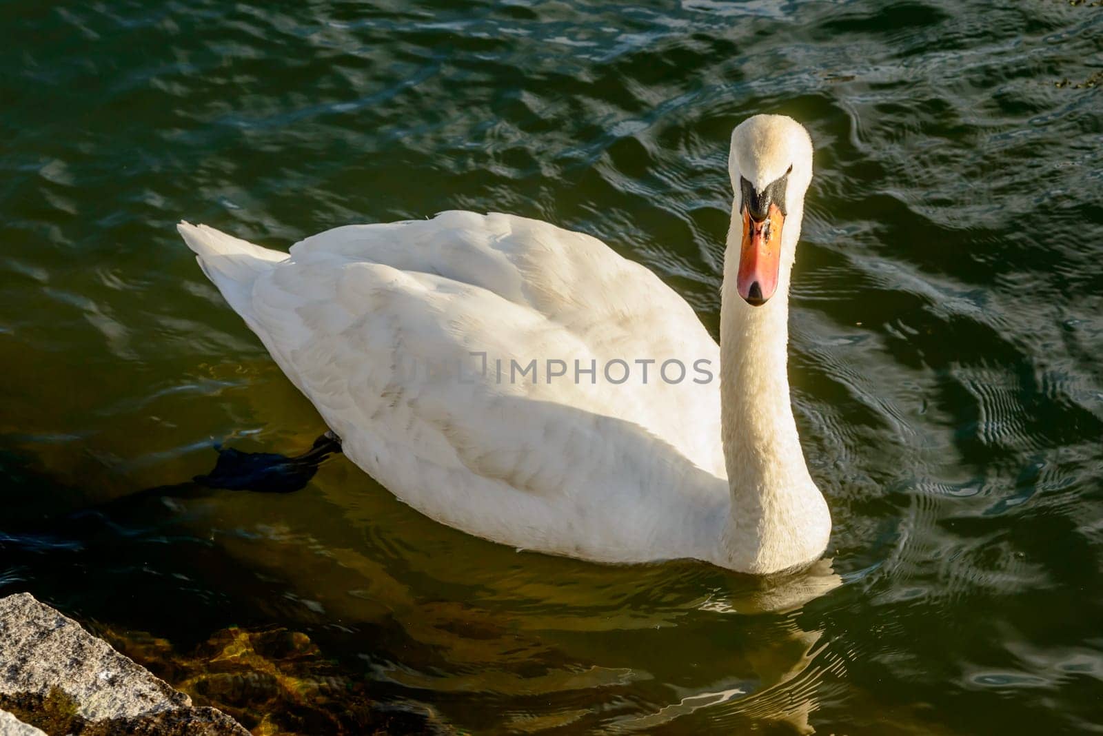 swan floating on waters of Verbano lake, shot in bright winter light at Angera, Verbano, Varese, Lombardy, Italy.