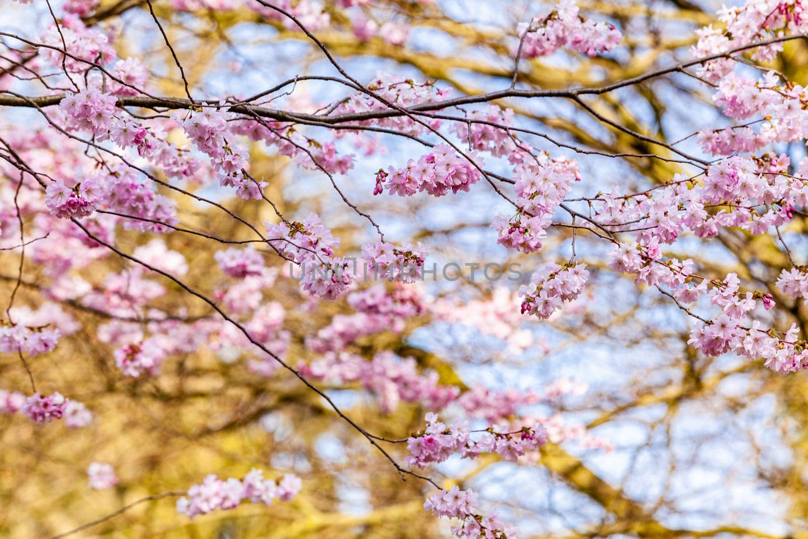 Cherry Tree In Spring. Sakura Flowers Background