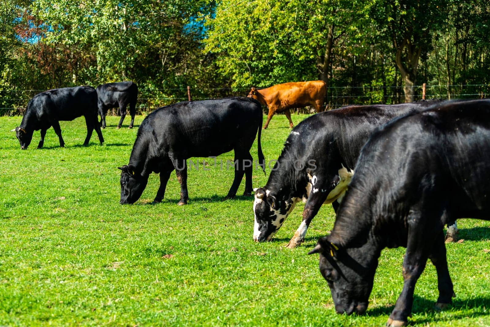 Cattle in the meadow. Cows on a green field.