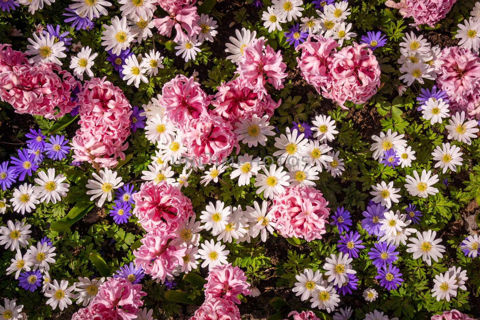 Shot Of Colorful Flowers.  Floral Background