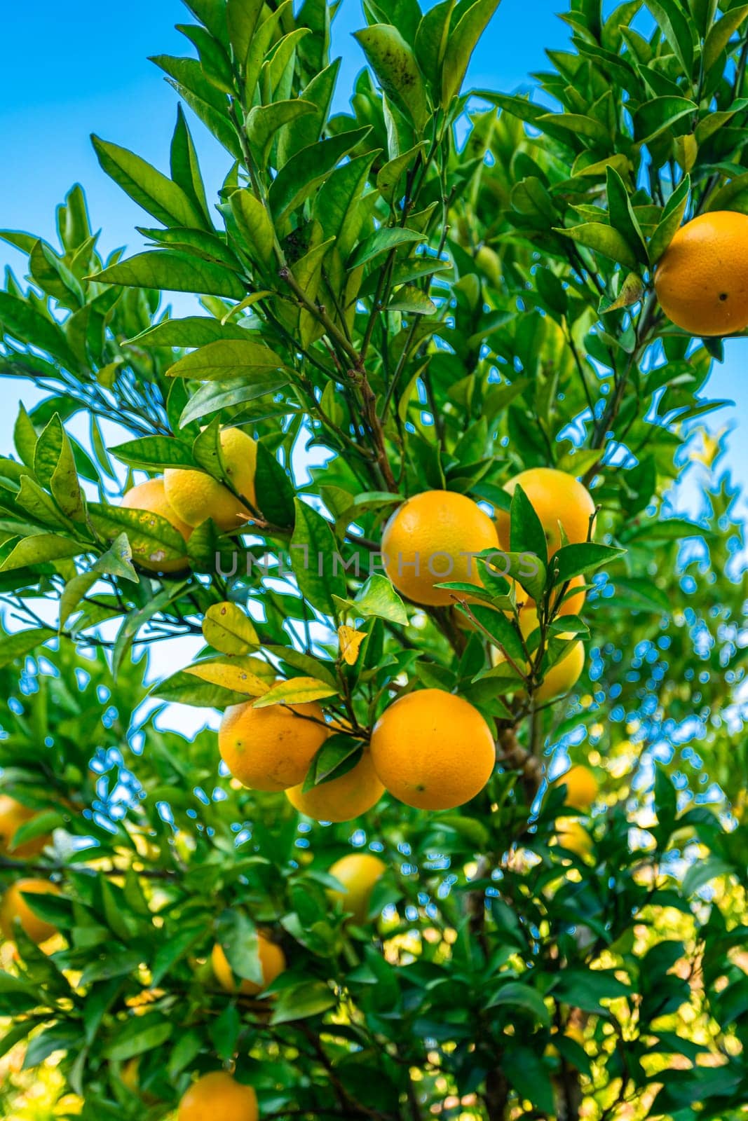 Closeup of ripe mandarins on tree