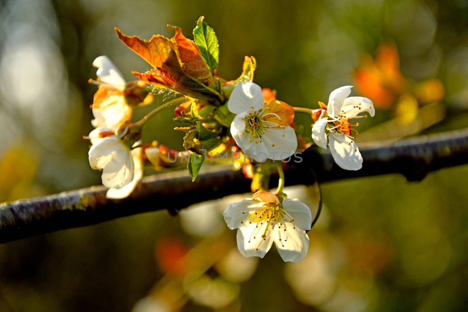 Wild cherry blossom in spring in backlit Germany