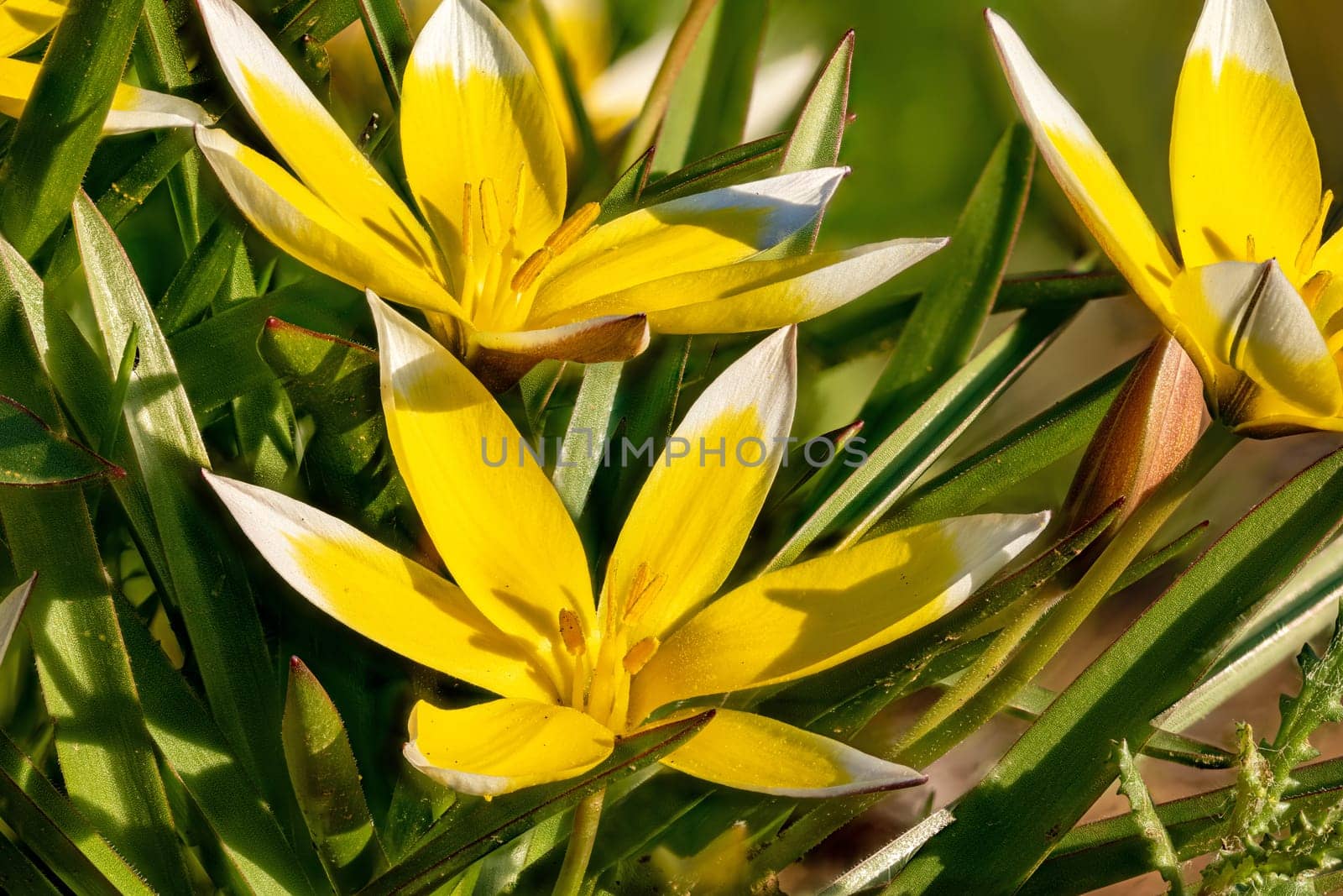 Detail shot of yellow star tulip flowers with leaves in front of blurred background