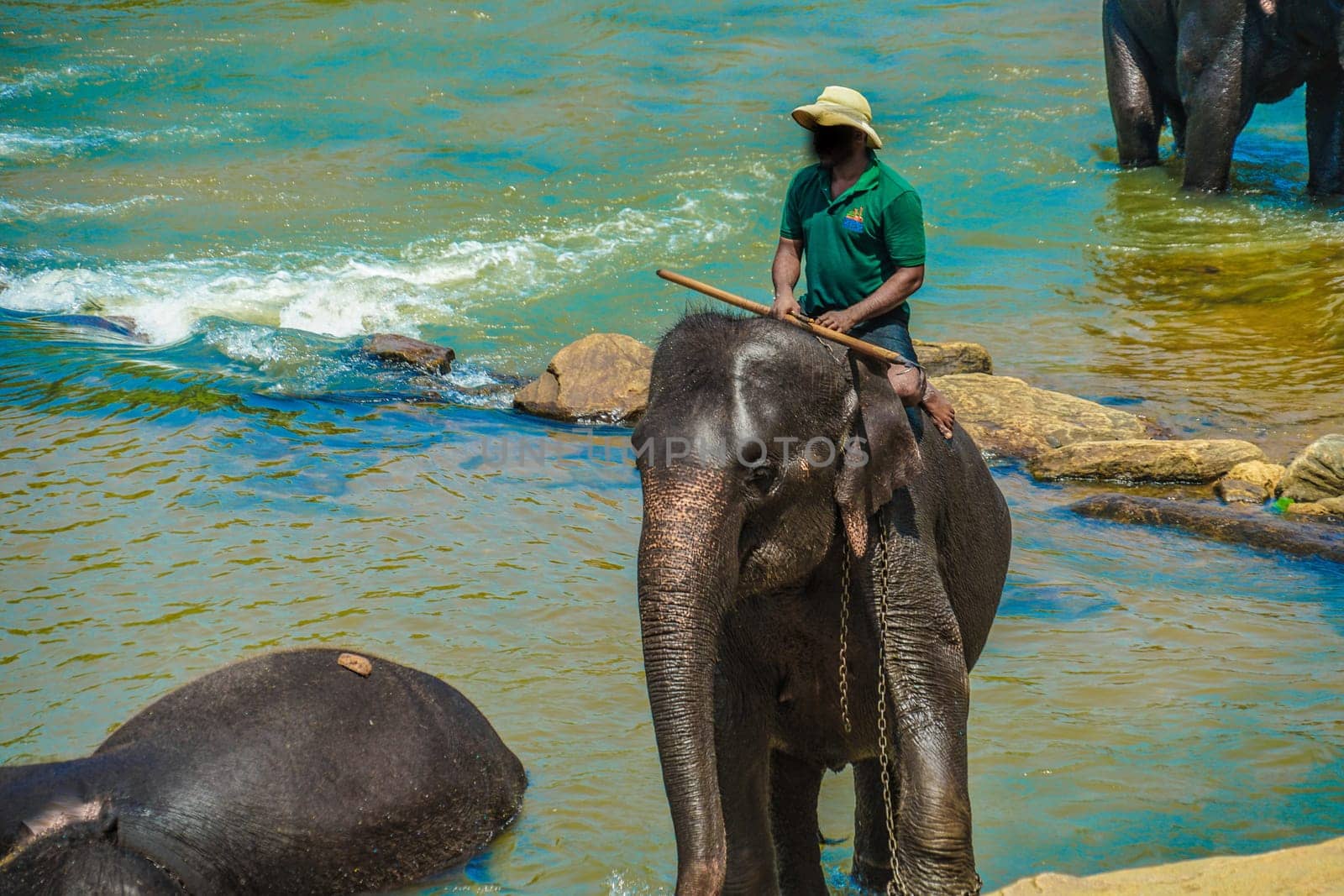 Elephant orphanage (Sri Lanka Pinnawara). Shooting Location: Sri Lanka