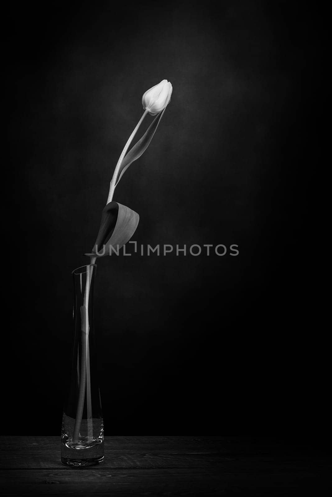 A tulip in a vase. Classic still life with a single tulip flower in a vintage glass vase on a dark background and an old wooden table. Art photography. Black and white style.
