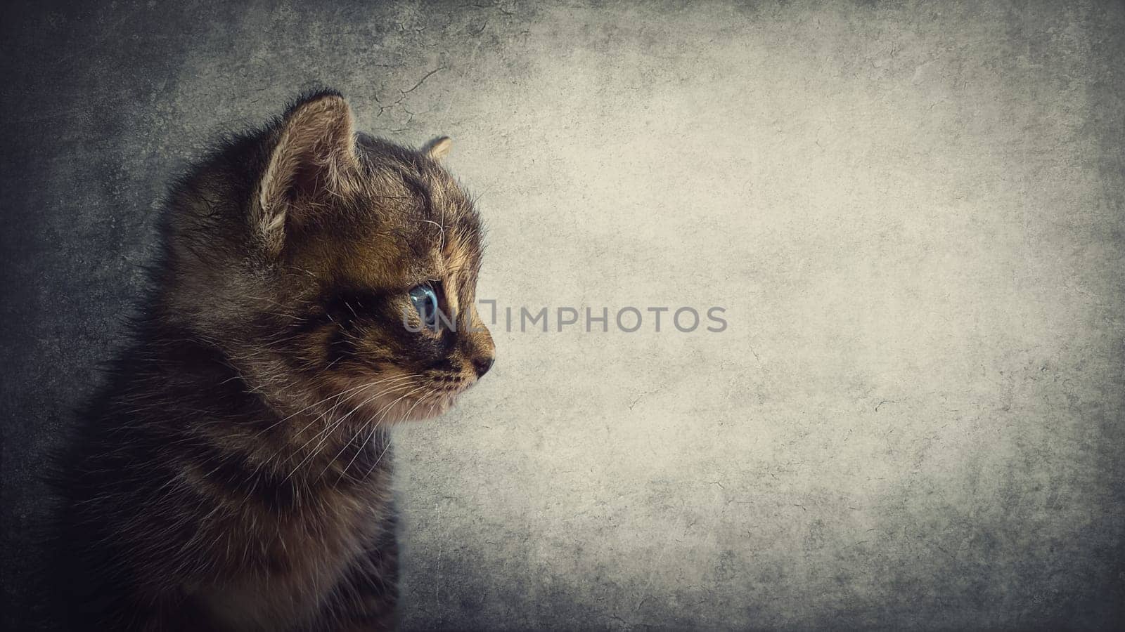 Side view close up portrait of an adorable kitten looking curious, isolated on a gray wall background with copy space for advertising. Cute little cat, striped brown and grey fur. Lovely fluffy pet
