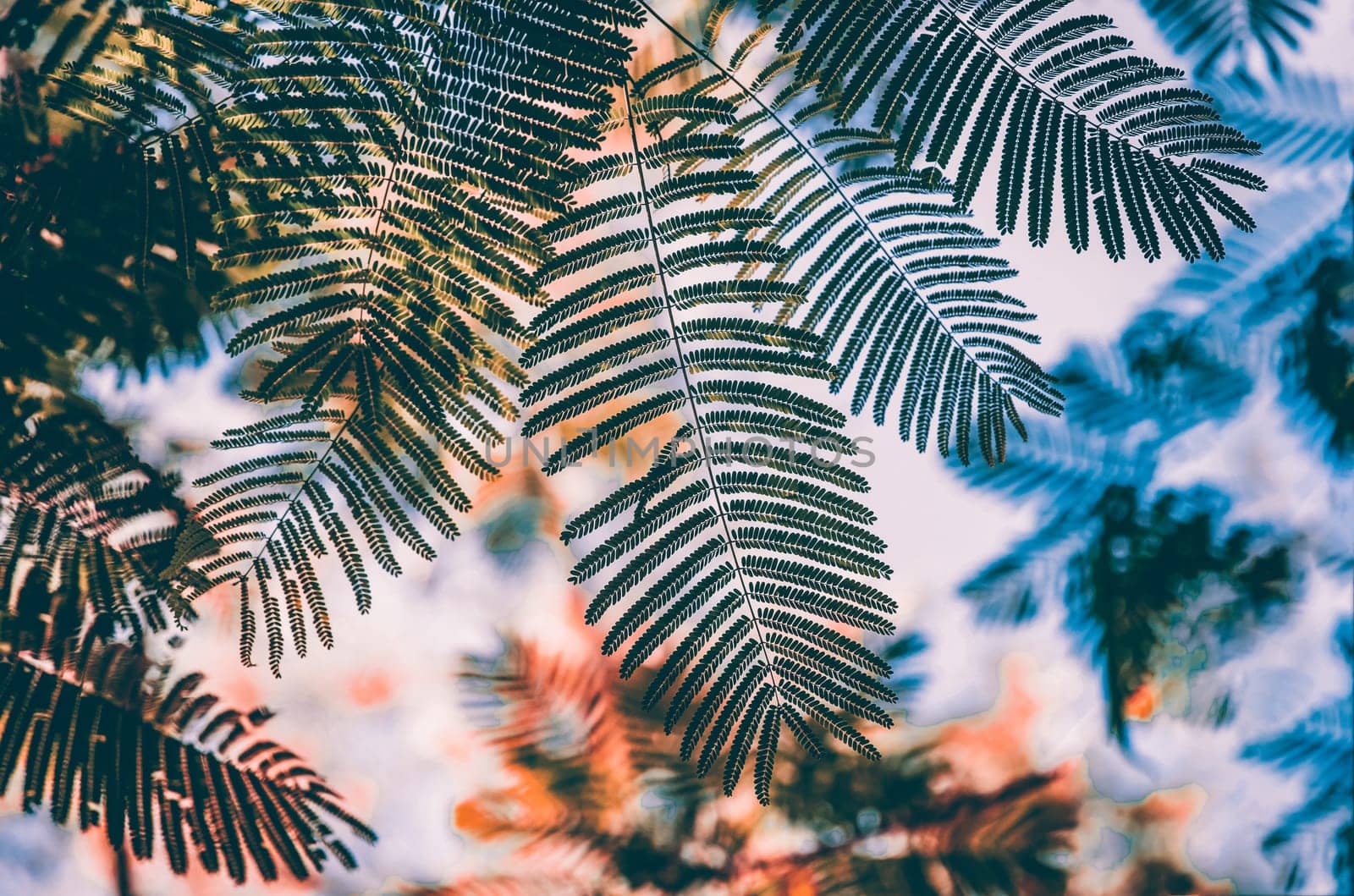 Close up on green leaves of palm tree.