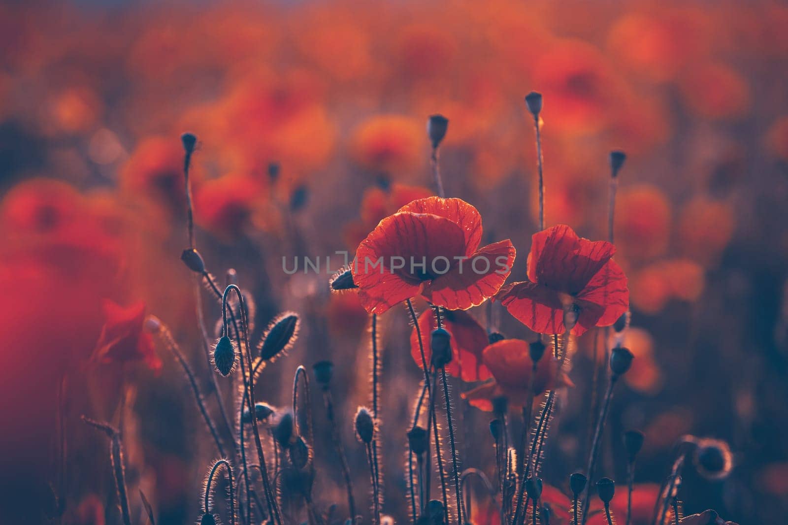 Poppies in the field - Remembrance Sunday background - Image