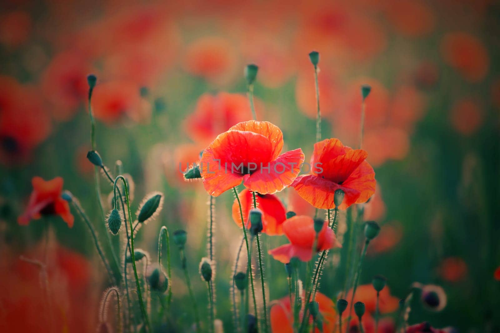 Poppies in the field - Remembrance Sunday background - Image