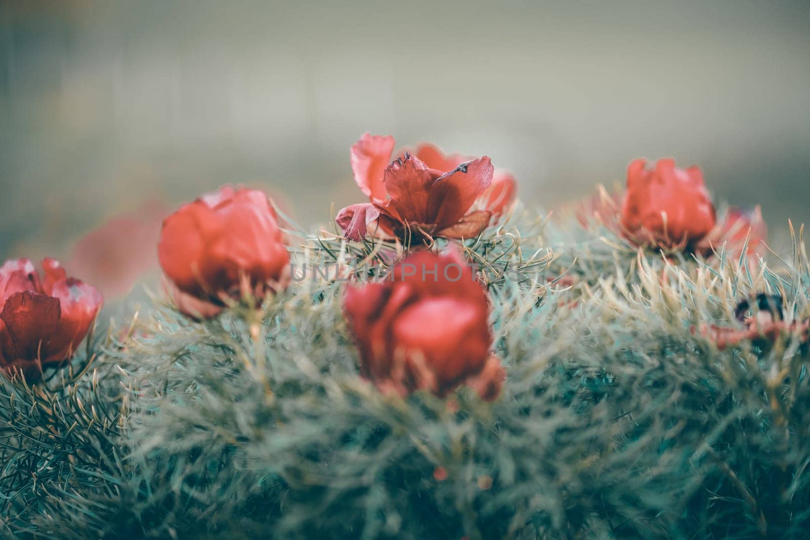 Beautiful landscape with steppe peonies (Paeonia tenuifolia) in Transylvania, Romania