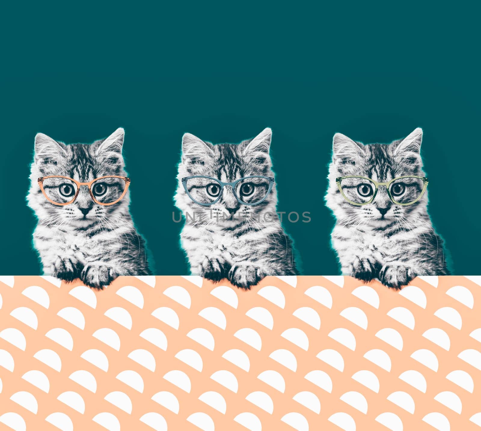 Contemporary art collage. Cat in stylish vintage sunglasses. Minimal fun art