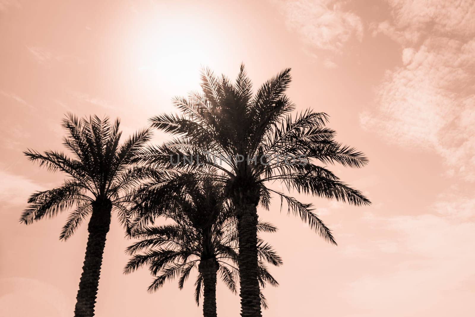 Sun light shines through leaves of palm. Beautiful wanderlust travel journey symbol for vacation trip to southern holiday dream island