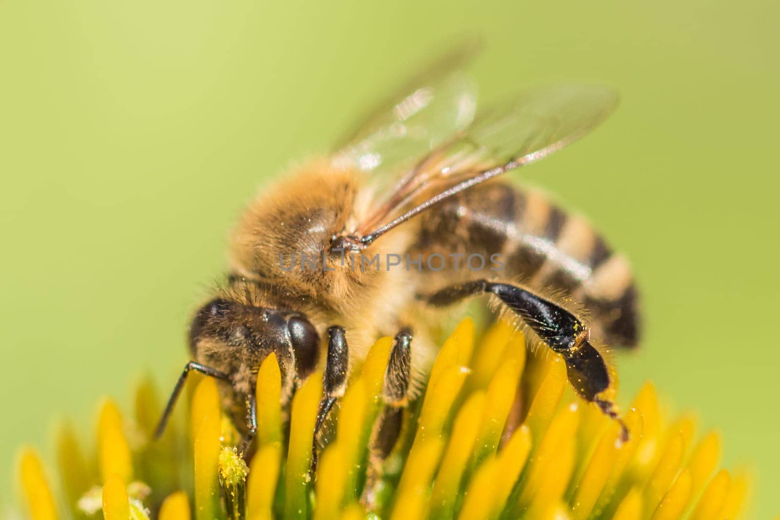 Animal sitting for pollination. Important insect for environment ecology ecosystem. Awareness of nature climate change sustainability.