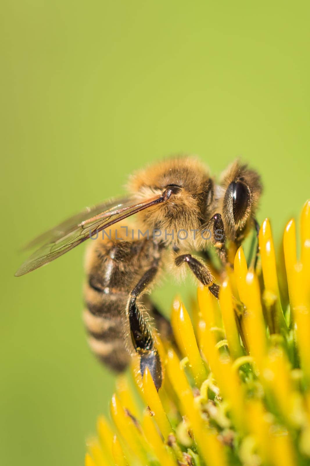 Animal sitting for pollination. Important insect for environment ecology ecosystem. Awareness of nature climate change sustainability.