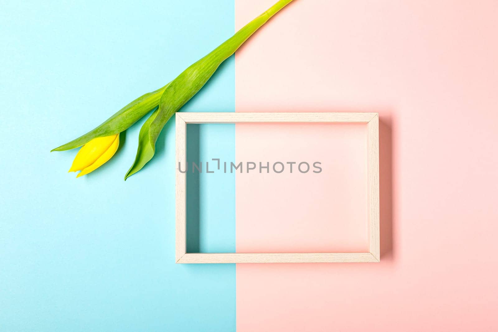 Creative minimal layer with fresh tulip flowers and frame on pastel pink and blu. View with copy space. Nature love concept. Mother's day or Valentines idea.