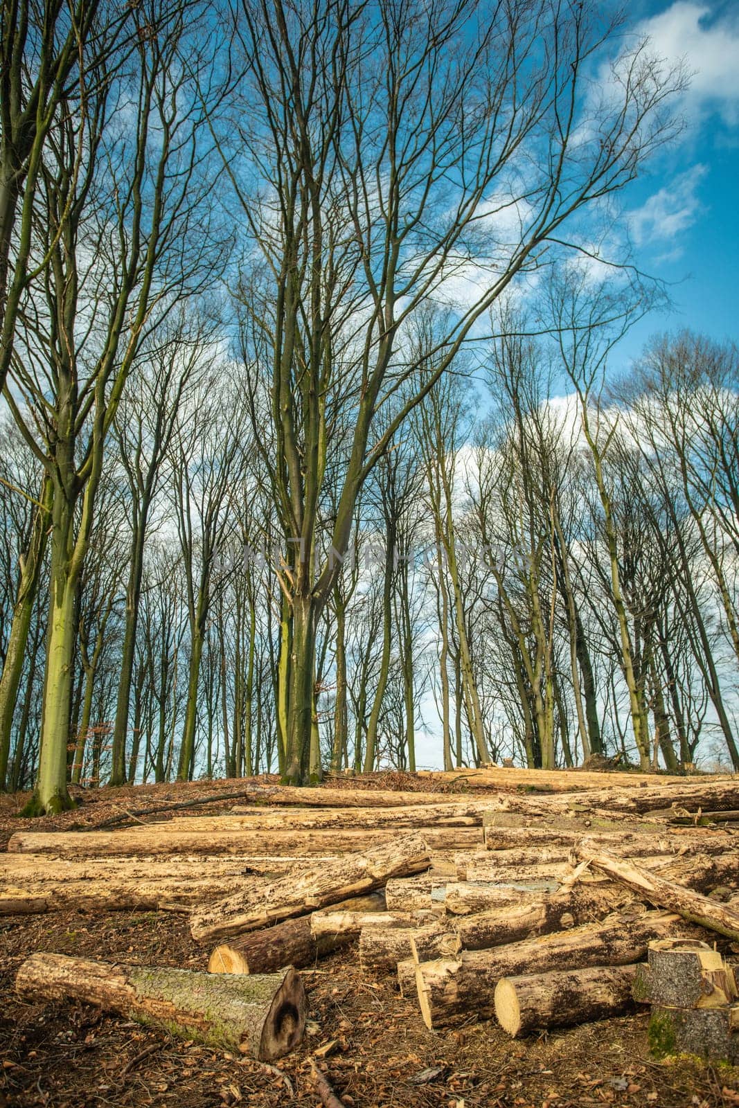 Forest deforestation tree concept, logging. Pile of firewood in nude deciduous forest