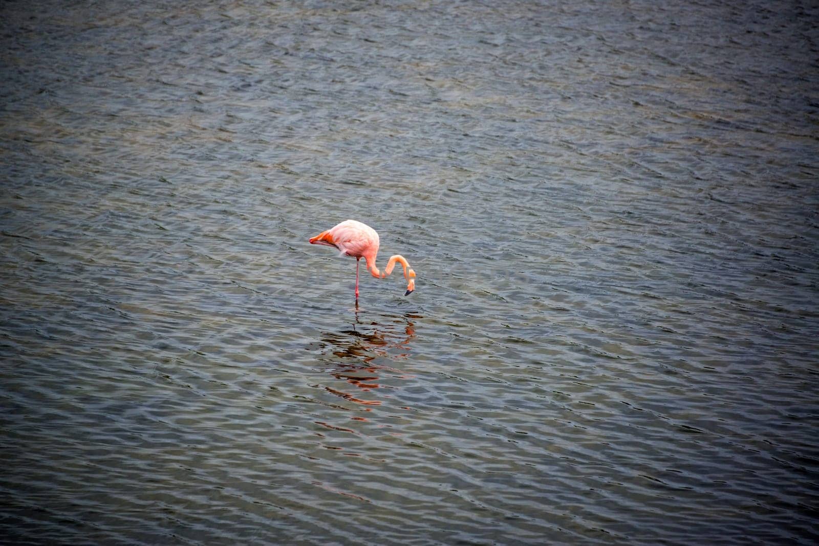 Pink flamingo in a pond on Isabela Island in the Galapagos Islands in Ecuador