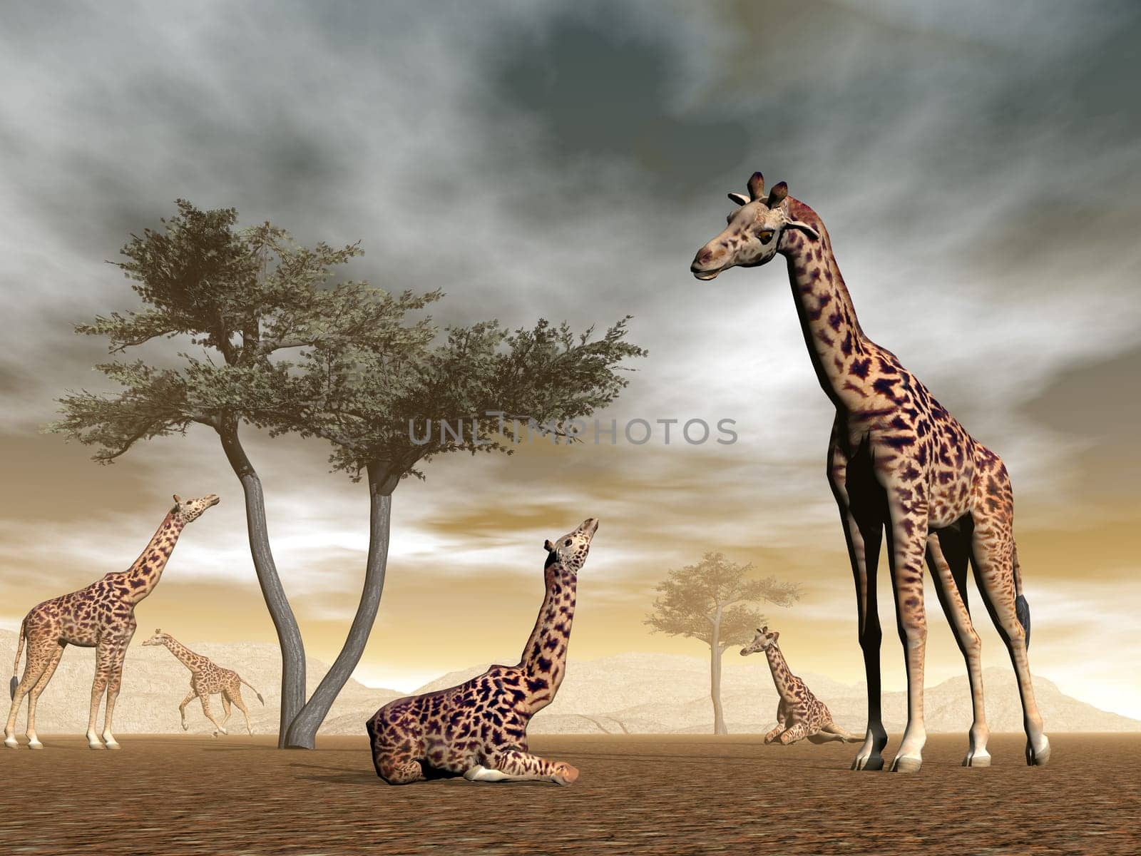 Girafe herd with baby and umbrella acacias in the savannah - 3D render