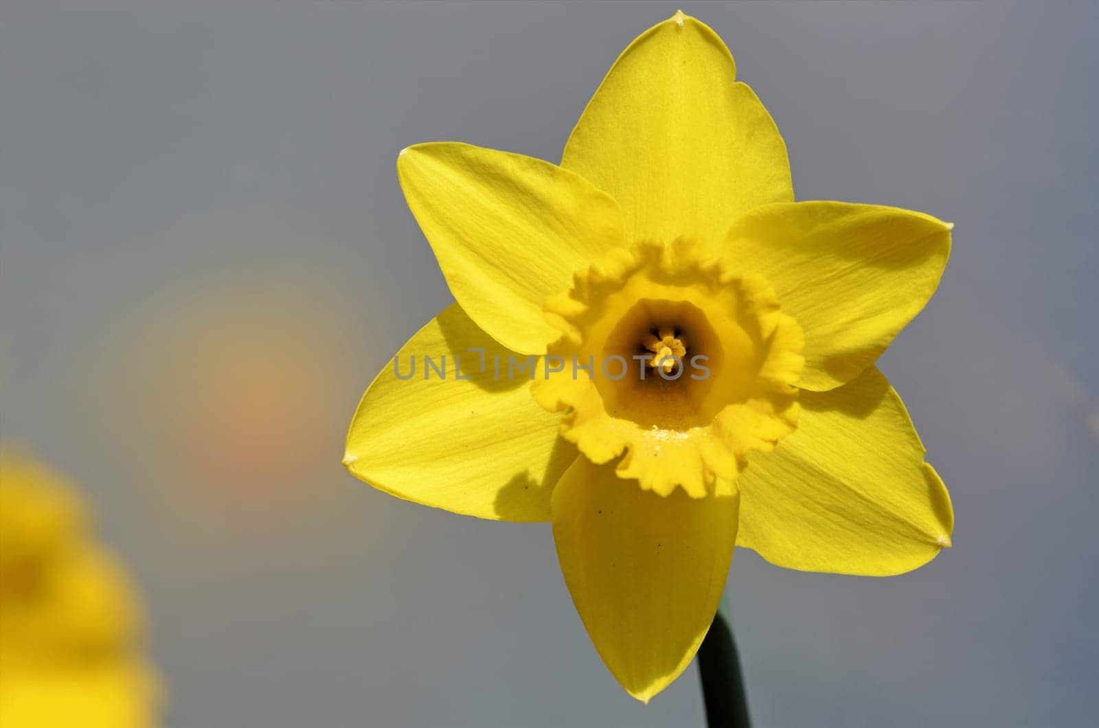 easter bells