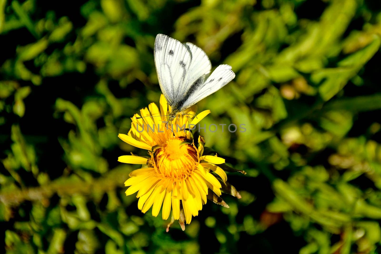 cabbage butterfly on dandelion flower