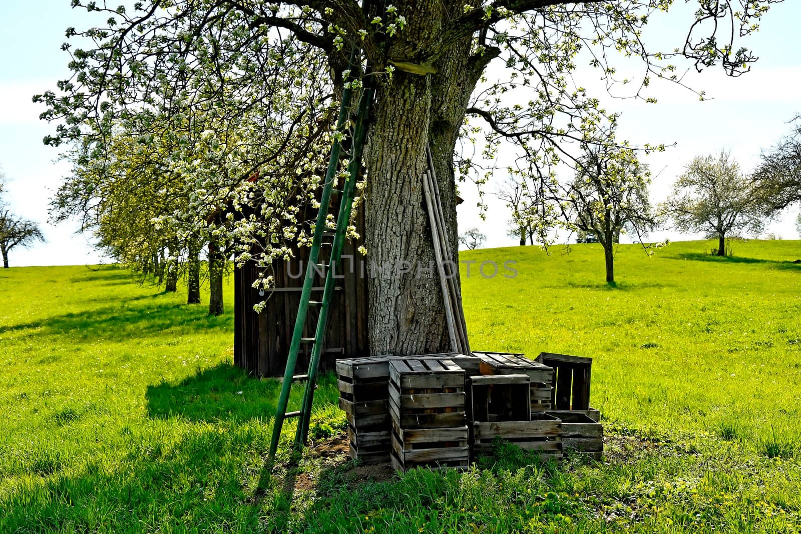 apple blossom with old barn and ladder spring in Germany