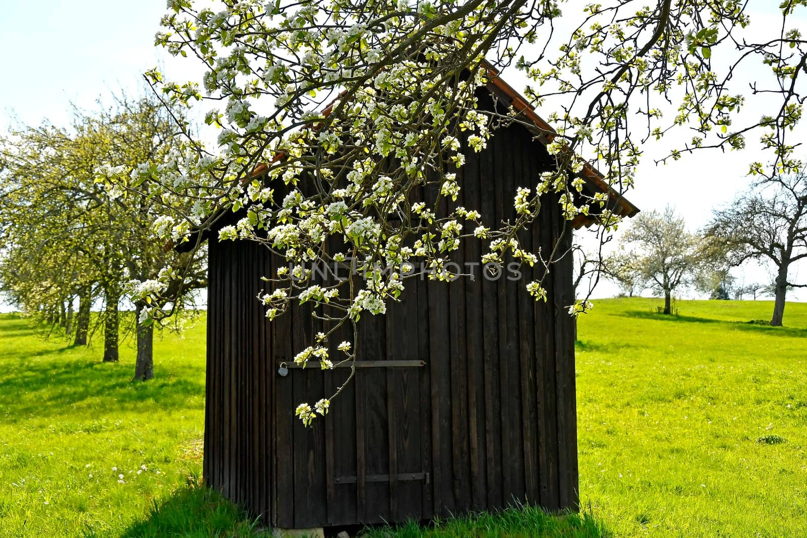 apple blossom with old barn and ladder spring in Germany