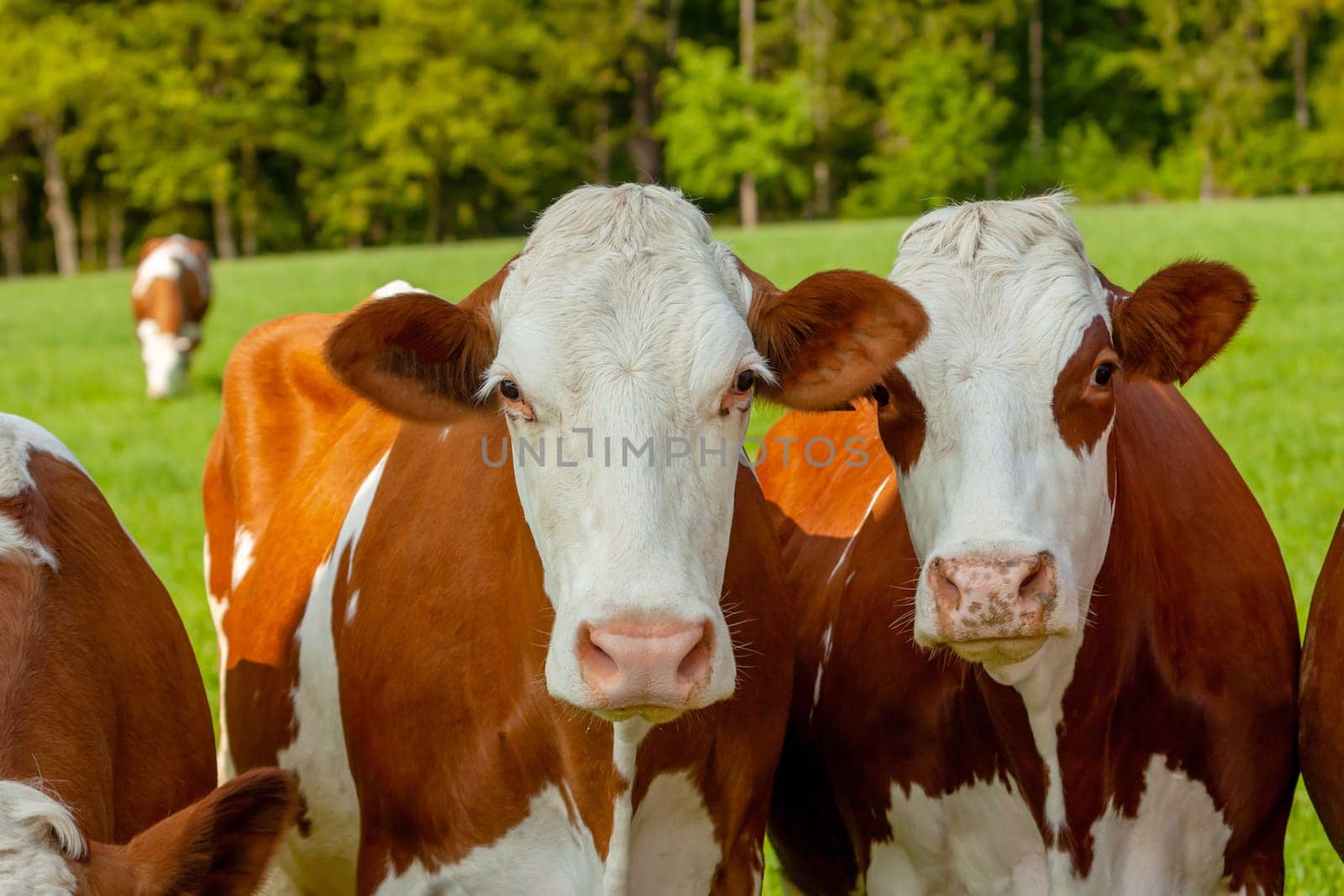 grazing white-brown cows on a green pasture - domestic animal - Czech Republic