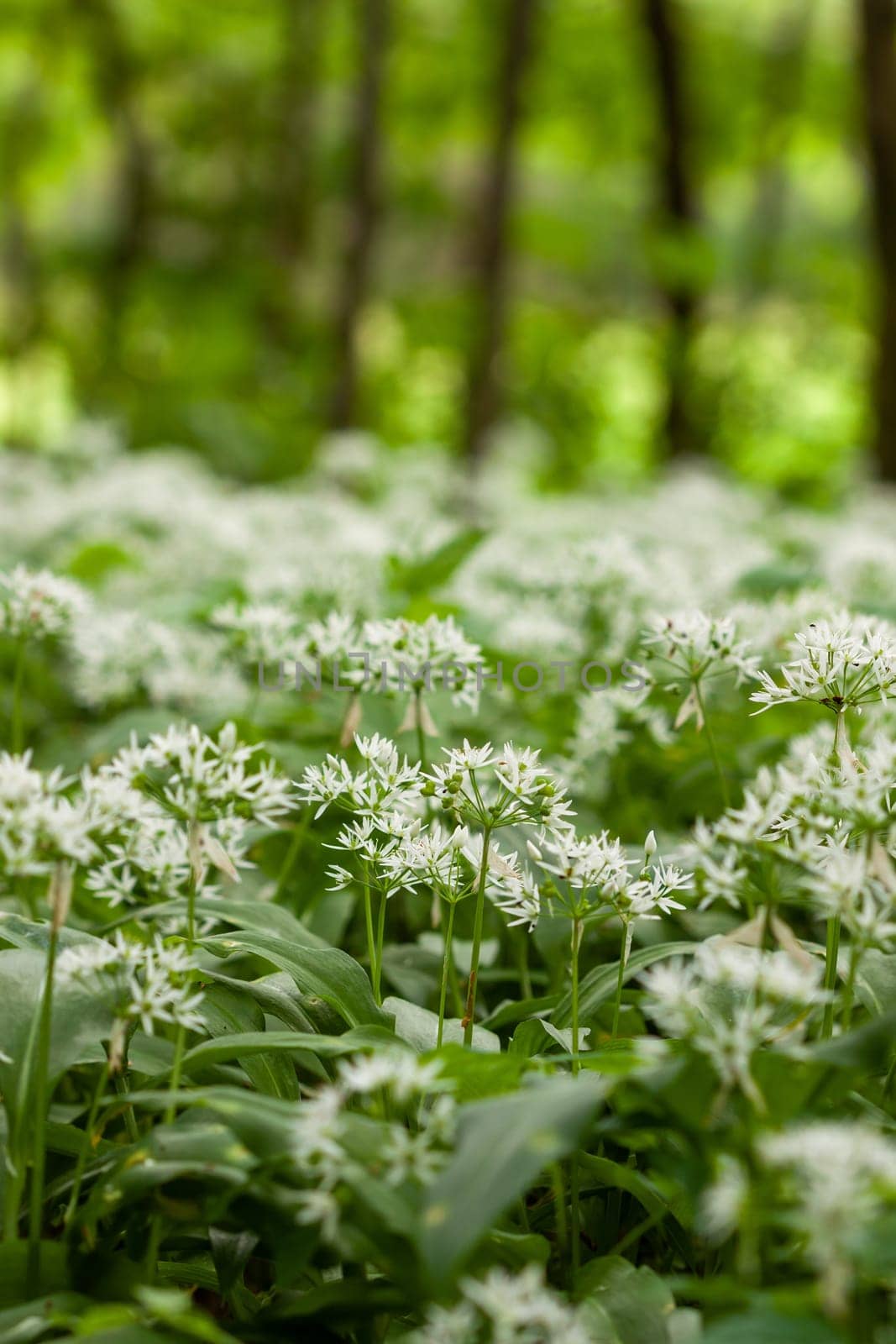 Wild garlic carpet in forest ready to harvest. Ramsons or bear's garlic growing in forest in spring. Allium ursinum. Czech Republic