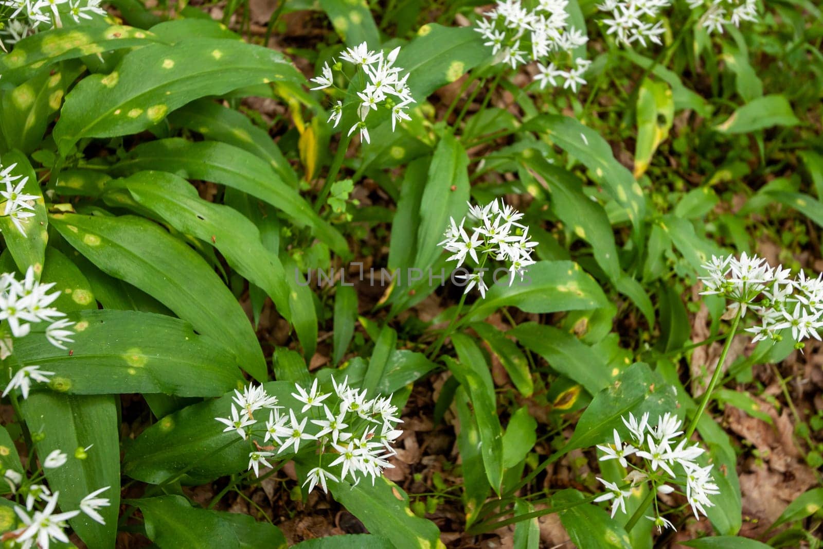 Wild garlic carpet in forest ready to harvest. Ramsons or bear's garlic growing in forest in spring. Allium ursinum. Czech Republic