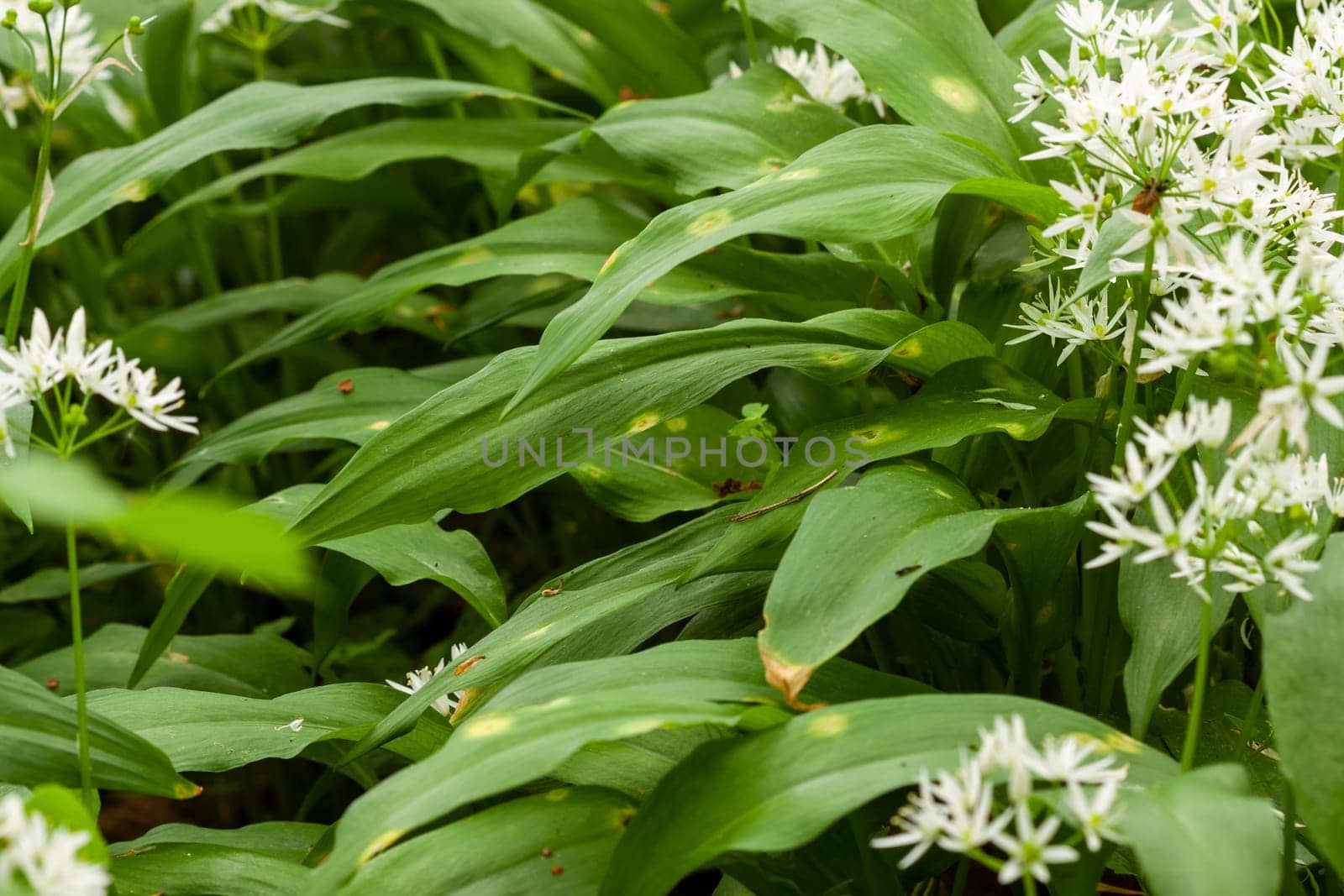 Wild garlic carpet in forest ready to harvest. Ramsons or bear's garlic growing in forest in spring. Allium ursinum. Czech Republic