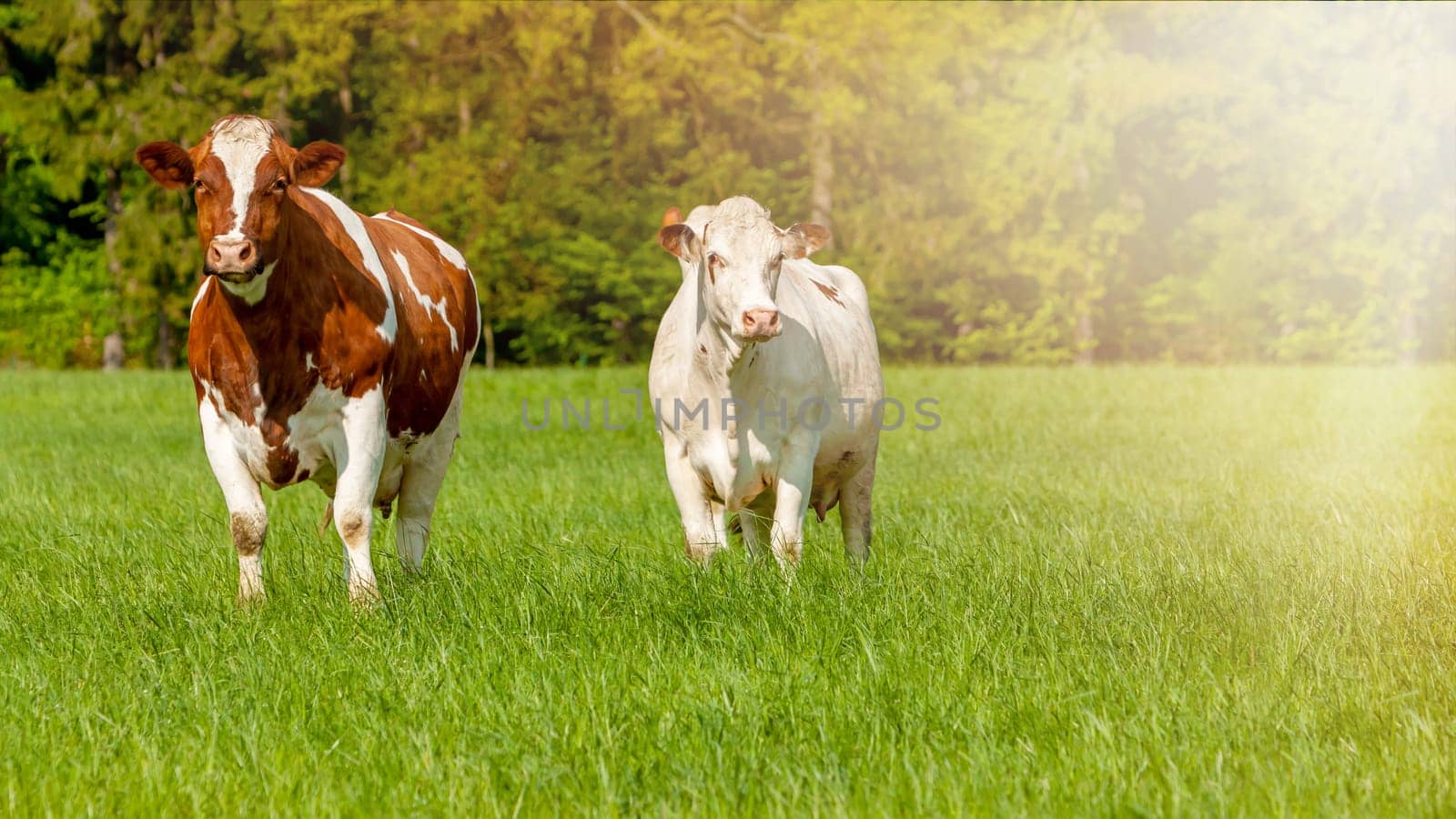 grazing white-brown cows on a green pasture - domestic animal - Czech Republic