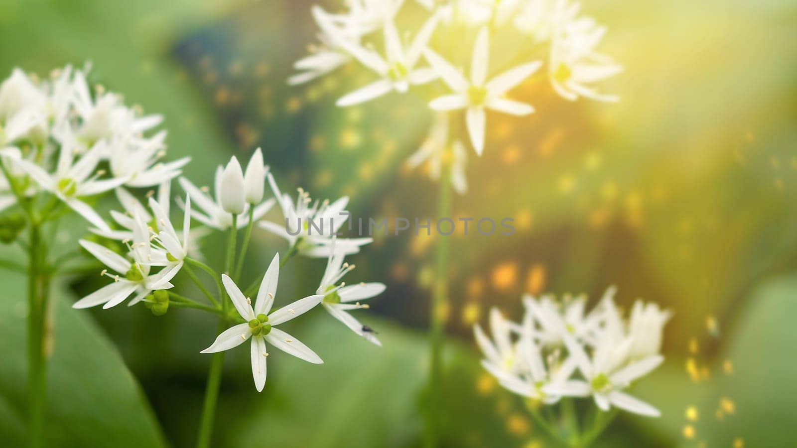 Detail - Wild garlic carpet in forest ready to harvest. Ramsons or bear's garlic growing in forest in spring. Allium ursinum. Czech Republic