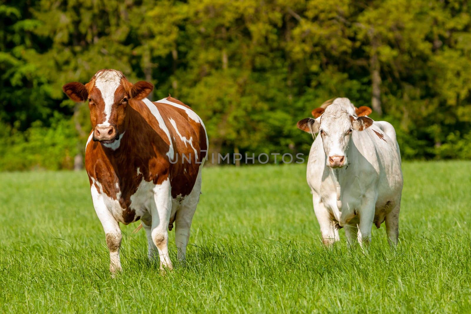 grazing white-brown cows on a green pasture - domestic animal - Czech Republic