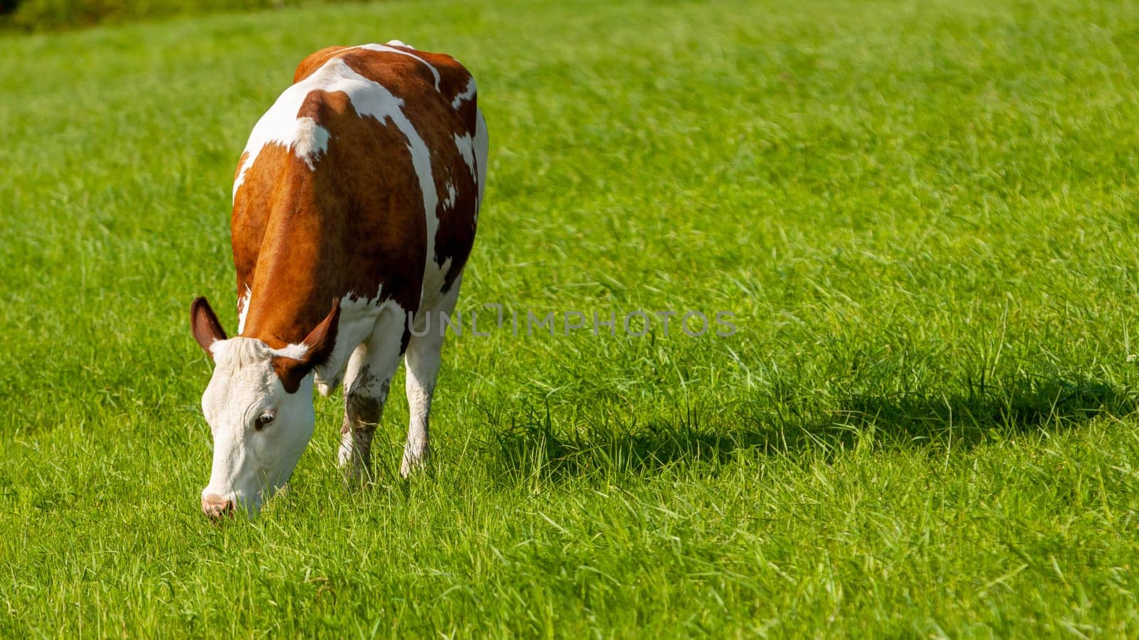 grazing white-brown cows on a green pasture - domestic animal - Czech Republic