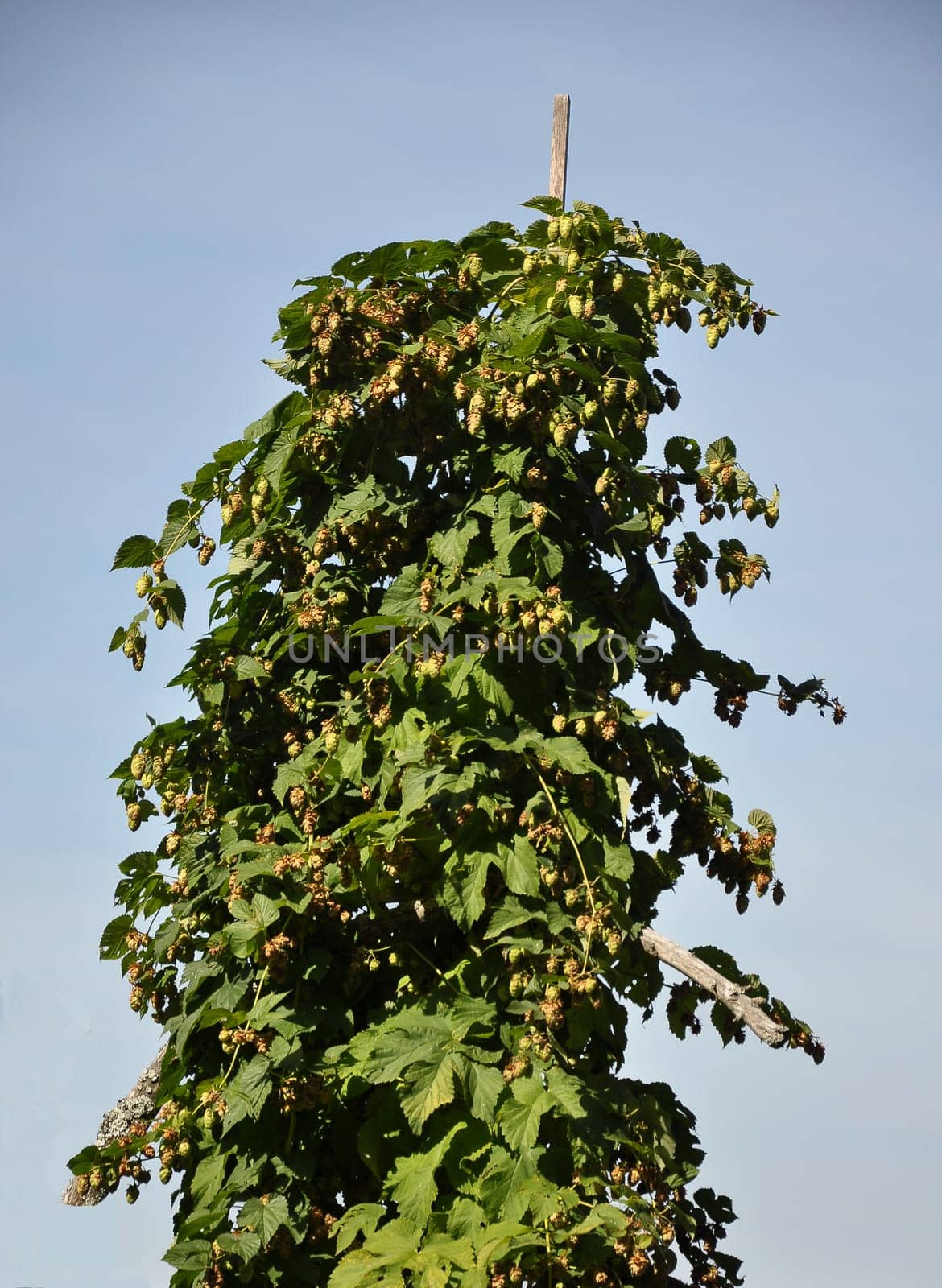 Flower of Humulus lupulus in front of sky