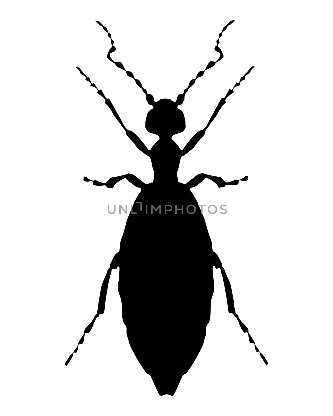 Schwarze Silhouette eines Ölkäfer auf weiss