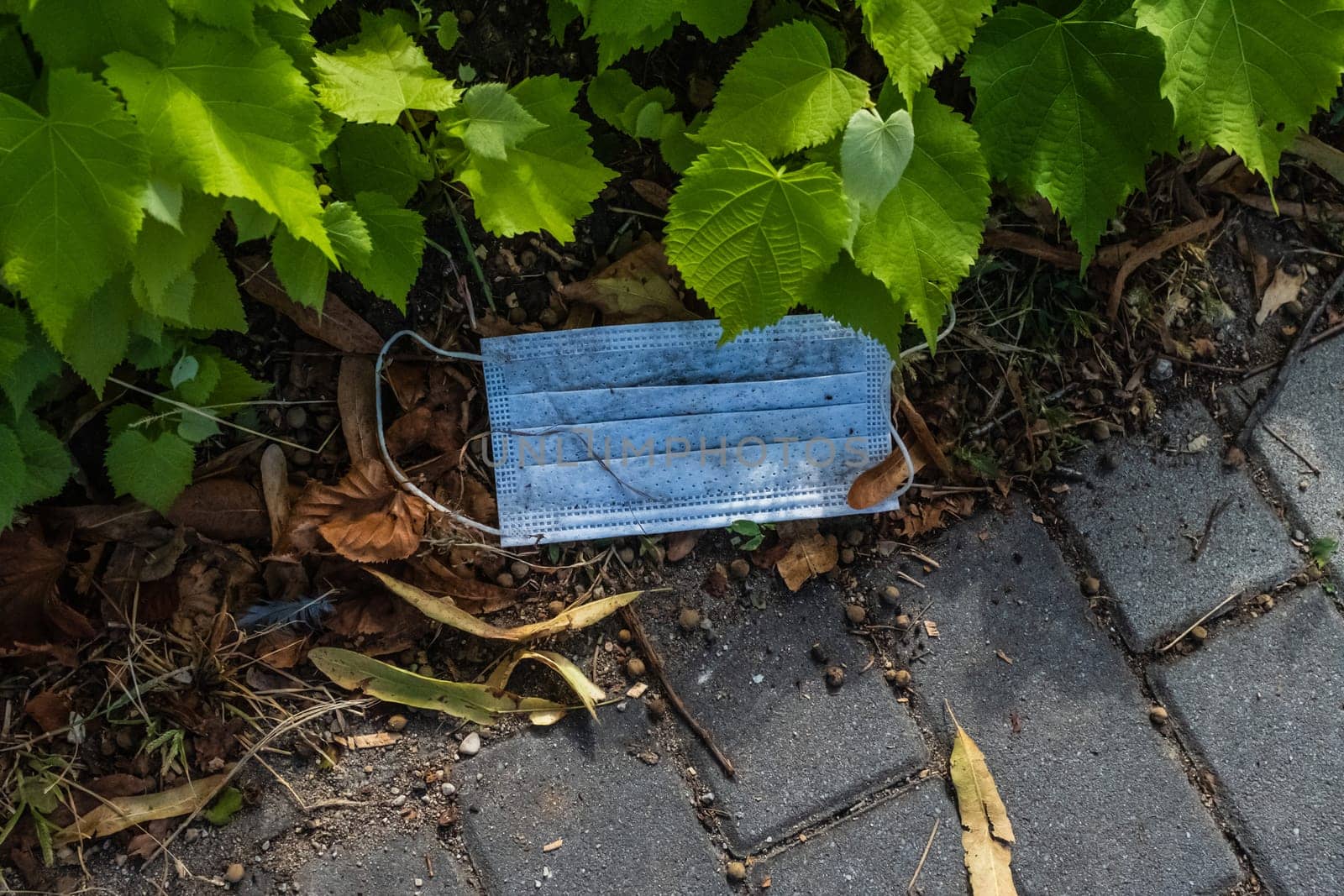 Close up of a used surgical mask that was irresponsibly thrown on the ground between green leaves, along a sidewalk in Brescia (Italy). Disposable masks and gloves shielding us from the spread of COVID-19 are ending up on the streets and in the seas. Concept of environmental pollution with personal protective equipment.