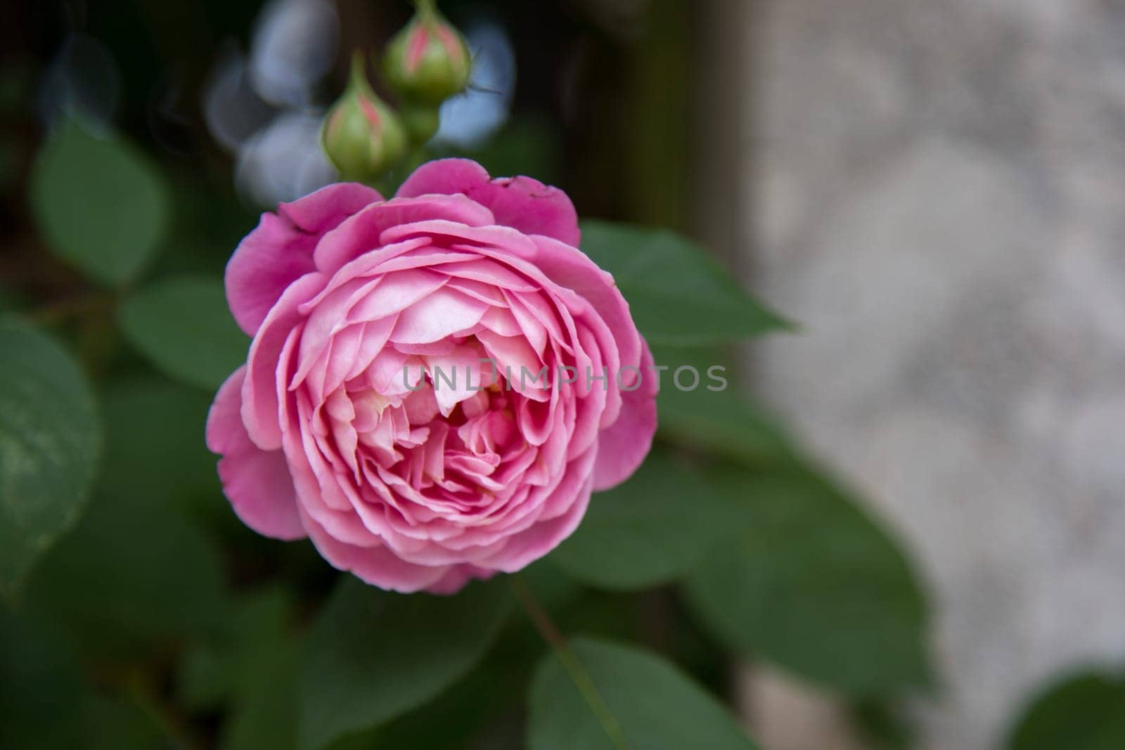 Pink rose blossom in the garden, spring time