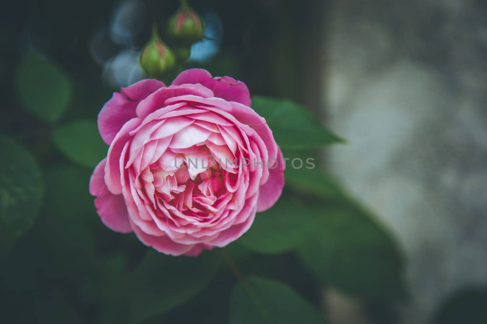 Pink rose blossom in the garden, spring time