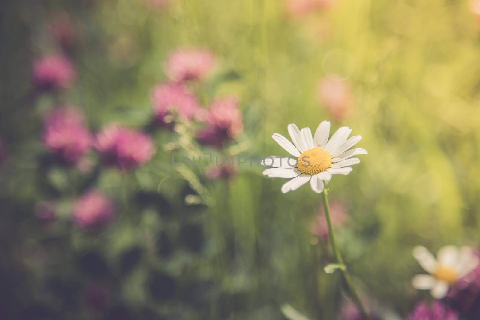 Cute fresh flowers in spring, colourful summer wildflowers meadow