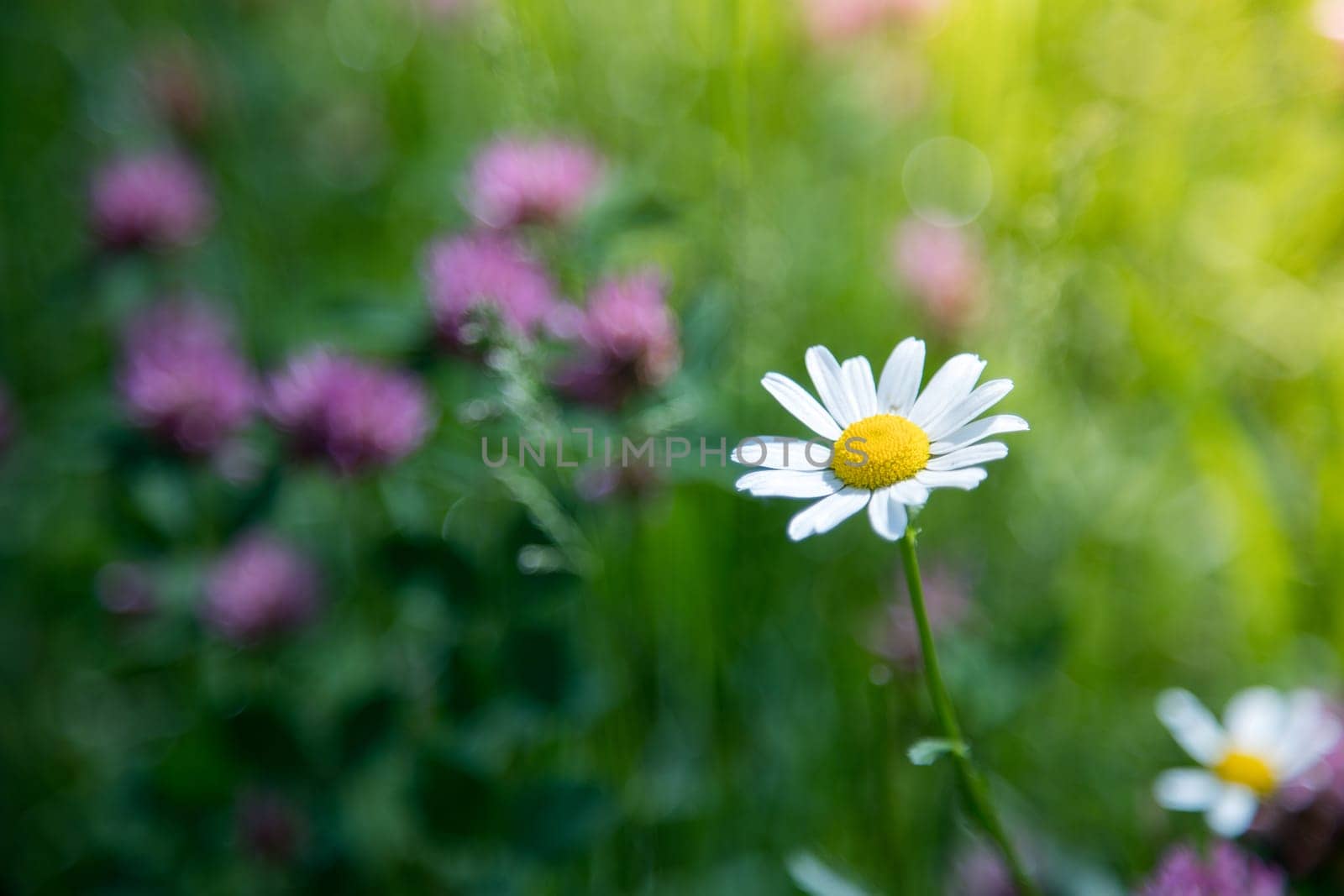 Cute fresh flowers in spring, colourful summer wildflowers meadow