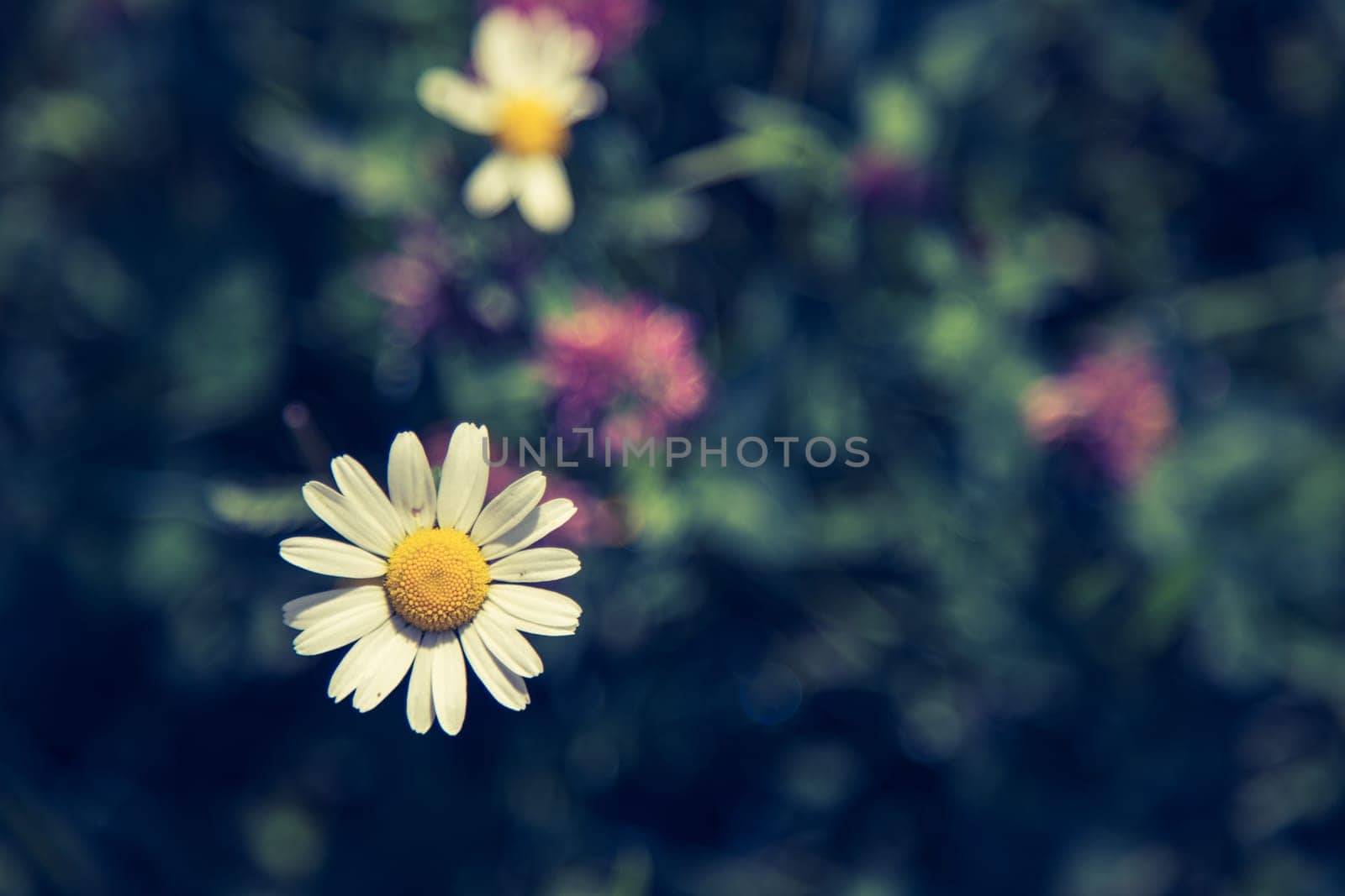 Cute fresh flowers in spring, colourful summer wildflowers meadow