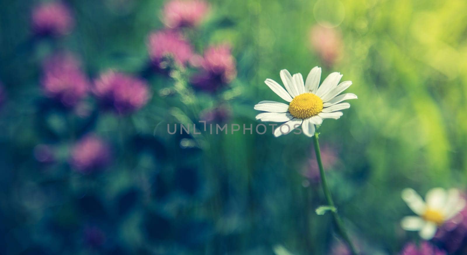 Cute fresh flowers in spring, colourful summer wildflowers meadow