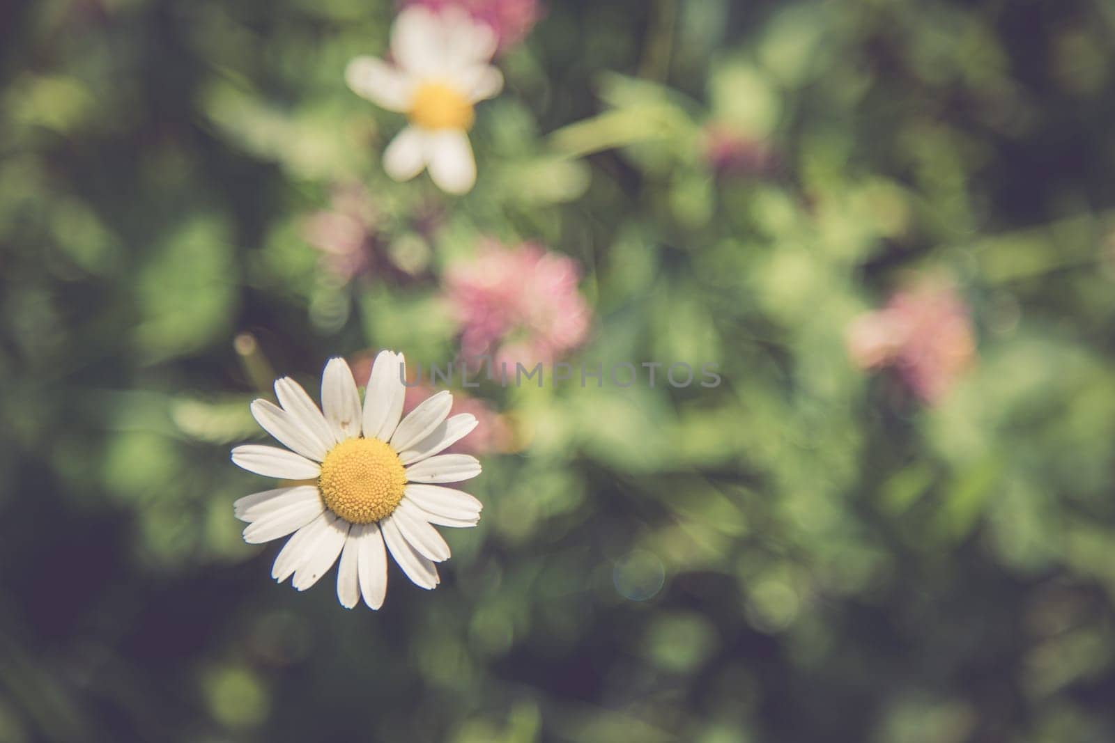 Cute fresh flowers in spring, colourful summer wildflowers meadow