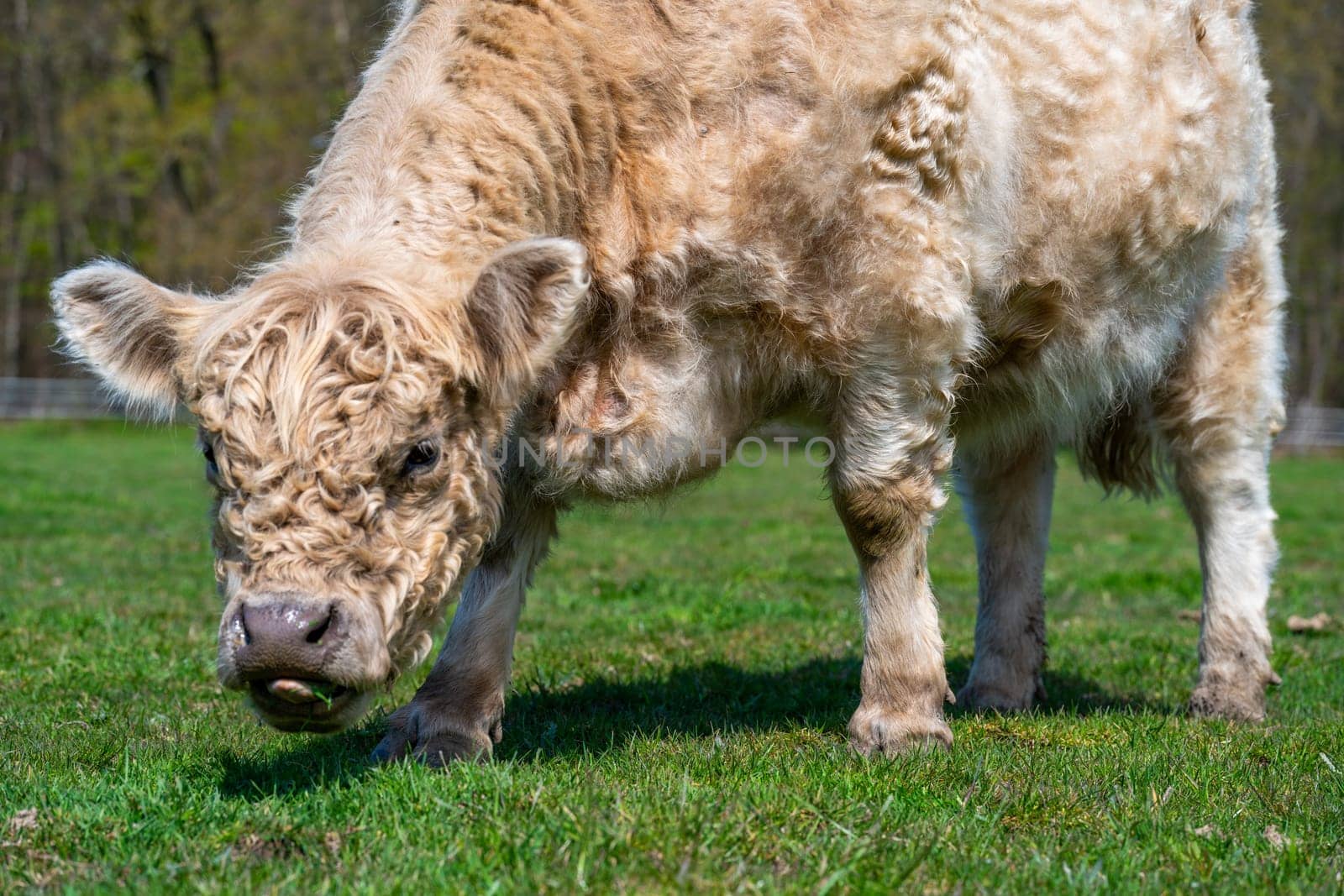 White Highland Cow. cow with long hair