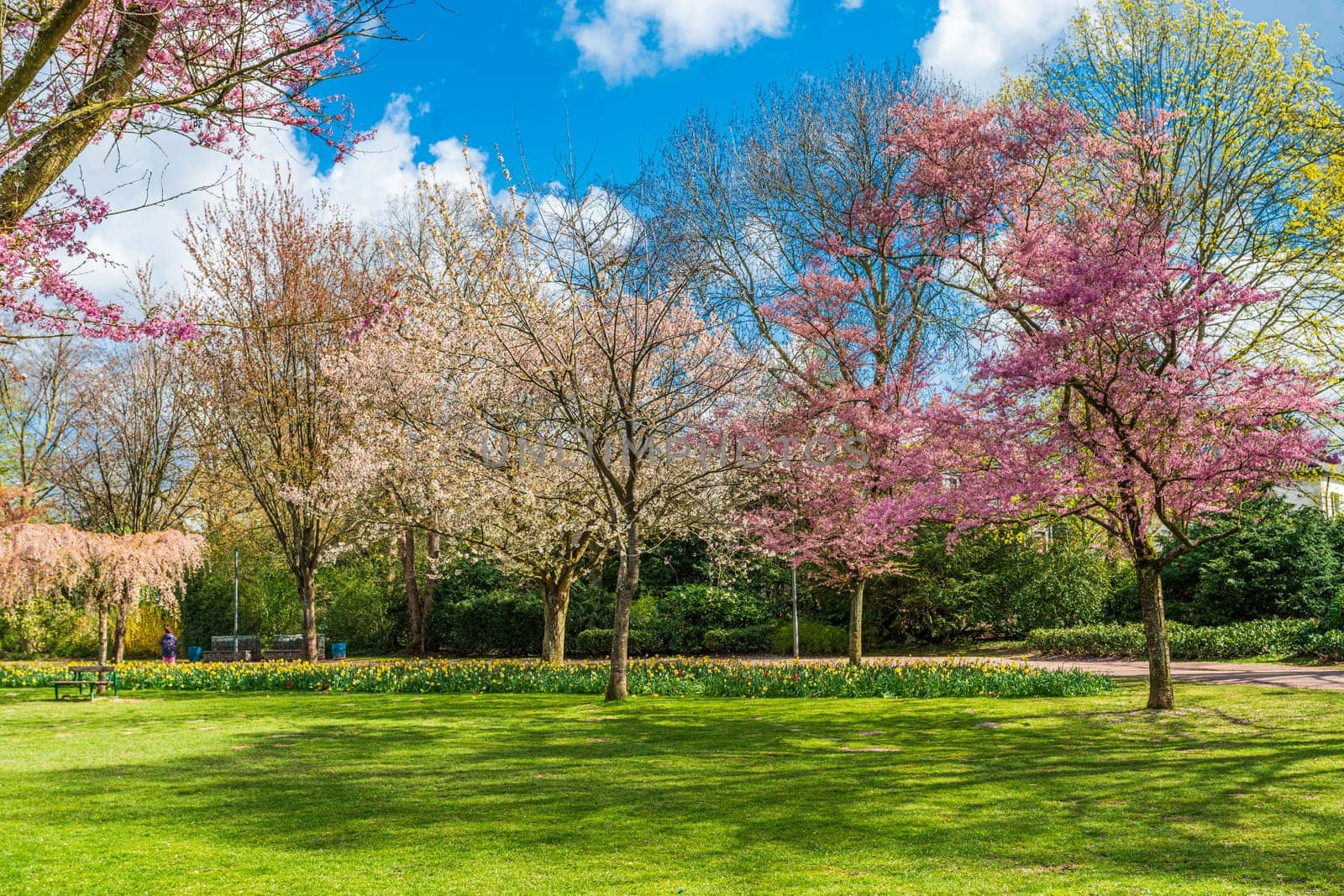 Spring natural background. Cherry Blossoms During Spring