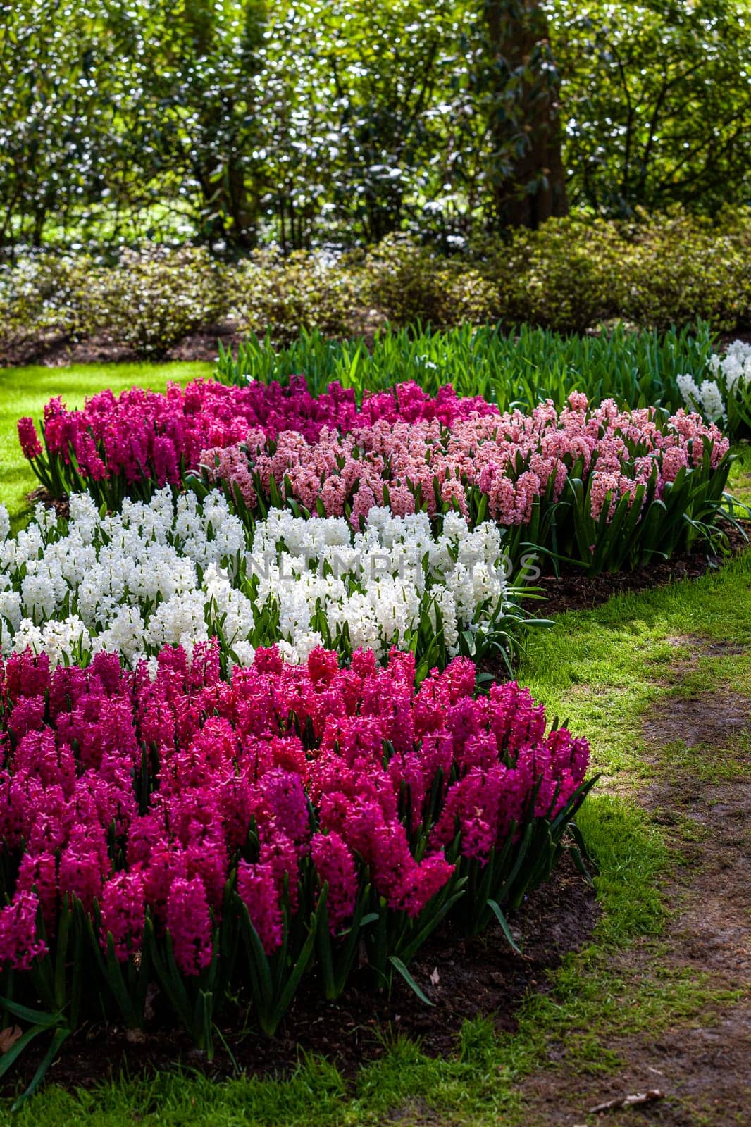 hyacinth flowers close-up in the garden